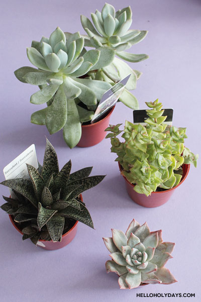 Succulent plants for Ramadan